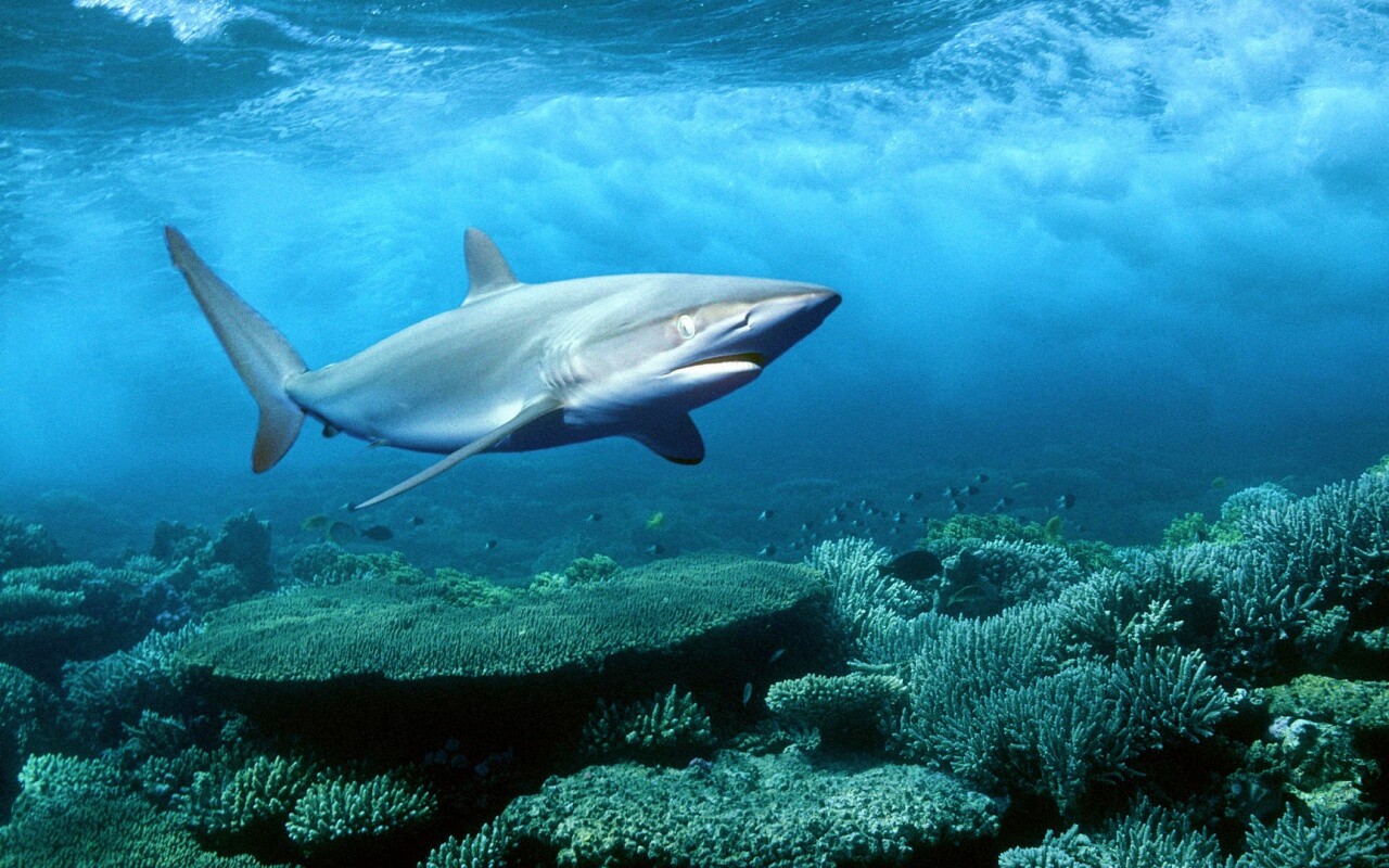 Акула в море обои