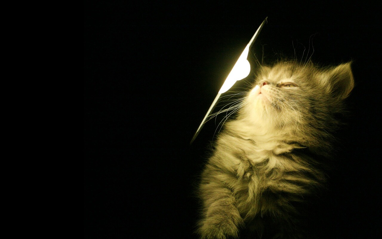 Котя на свету обои