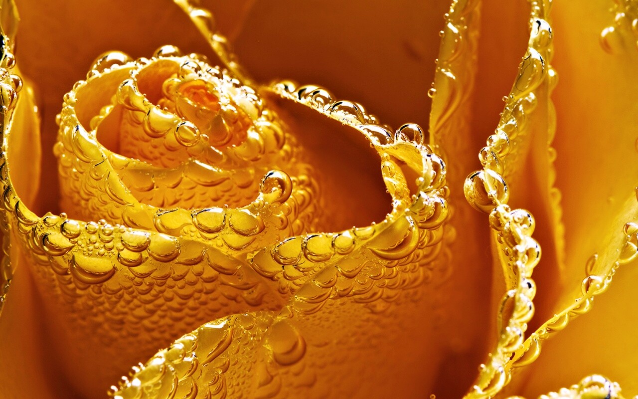 Мокрый желтый цветок обои