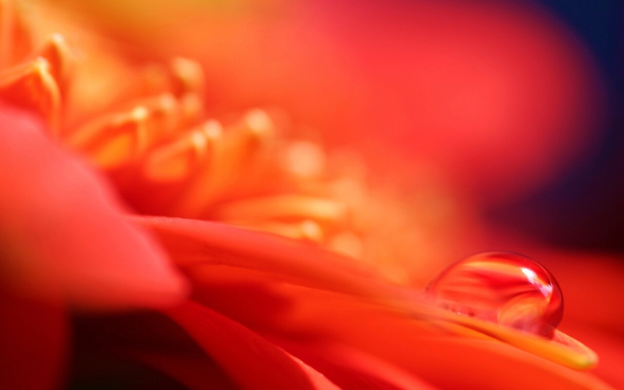 Пламенный цветок обои