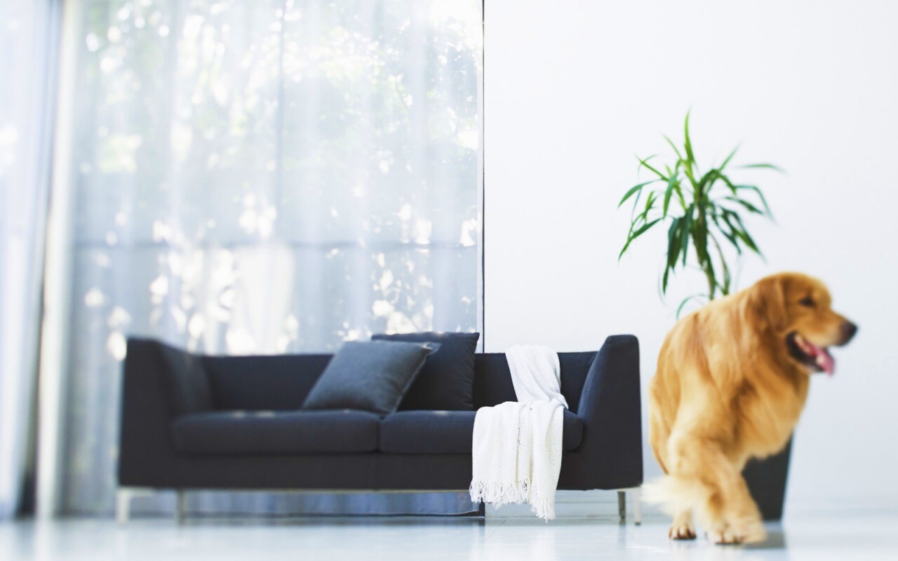 Собака в быту обои