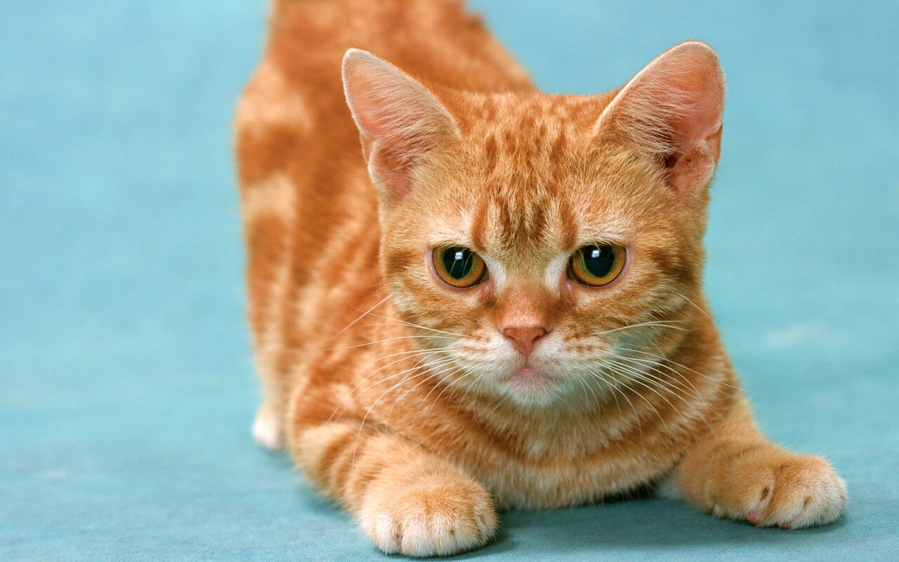 Котенок обои