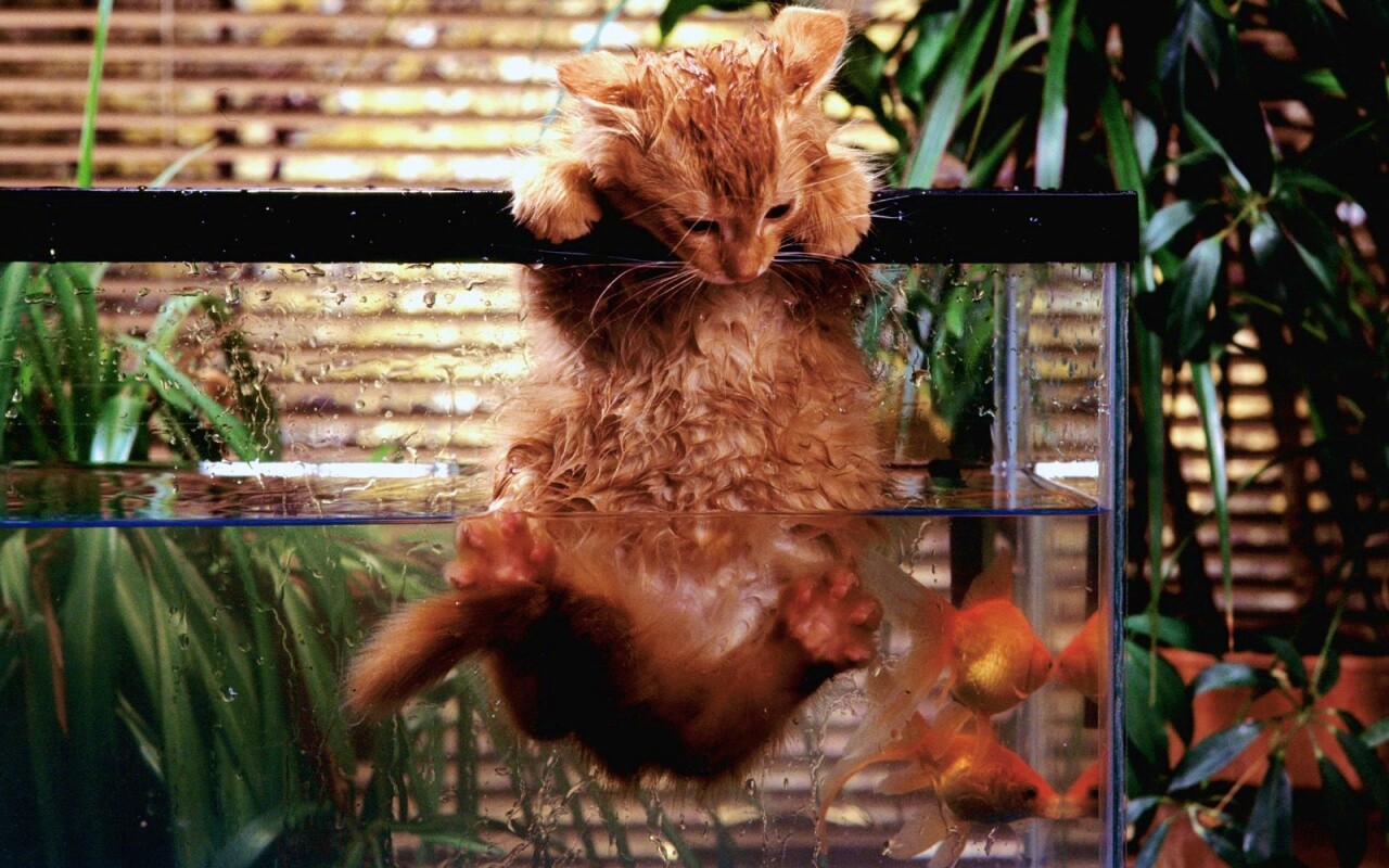 Мокрая киска обои