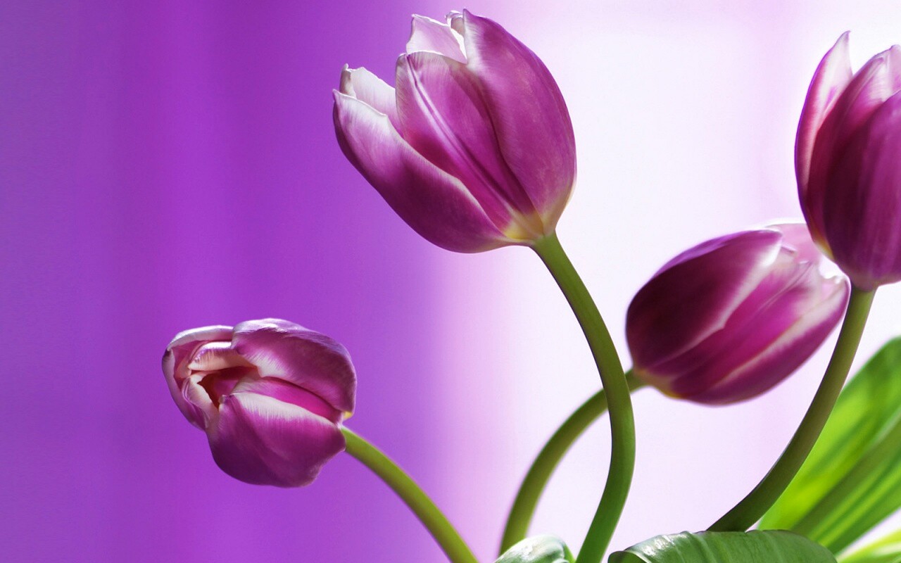 Сиреневые цветы обои