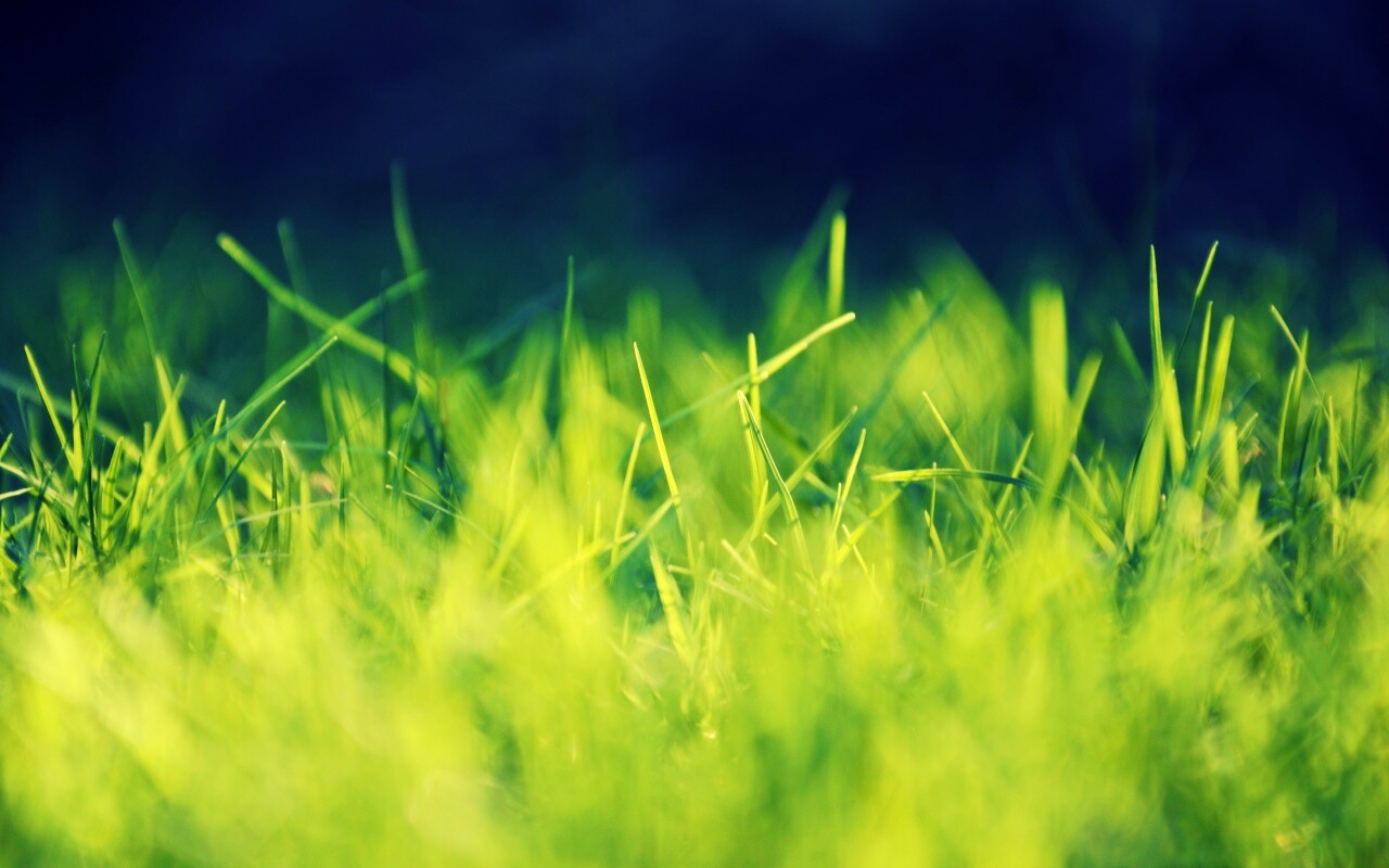 Играя солнечным светом обои