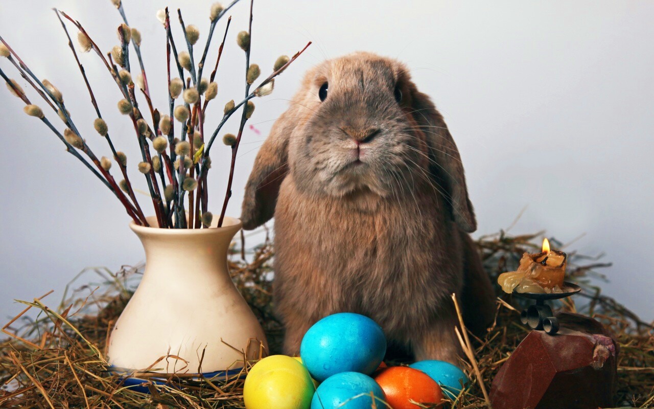 Пасхальный кролик обои