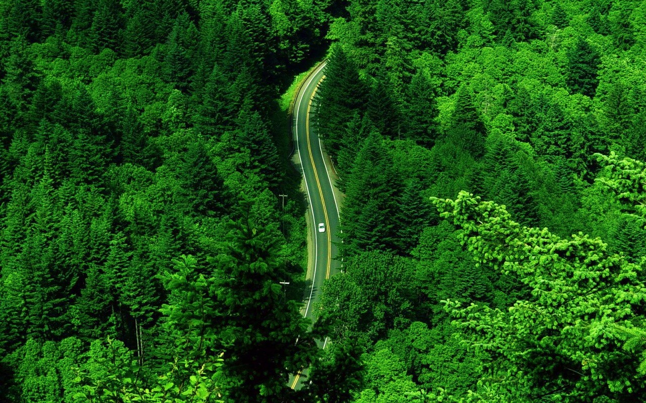 Лесная трасса обои