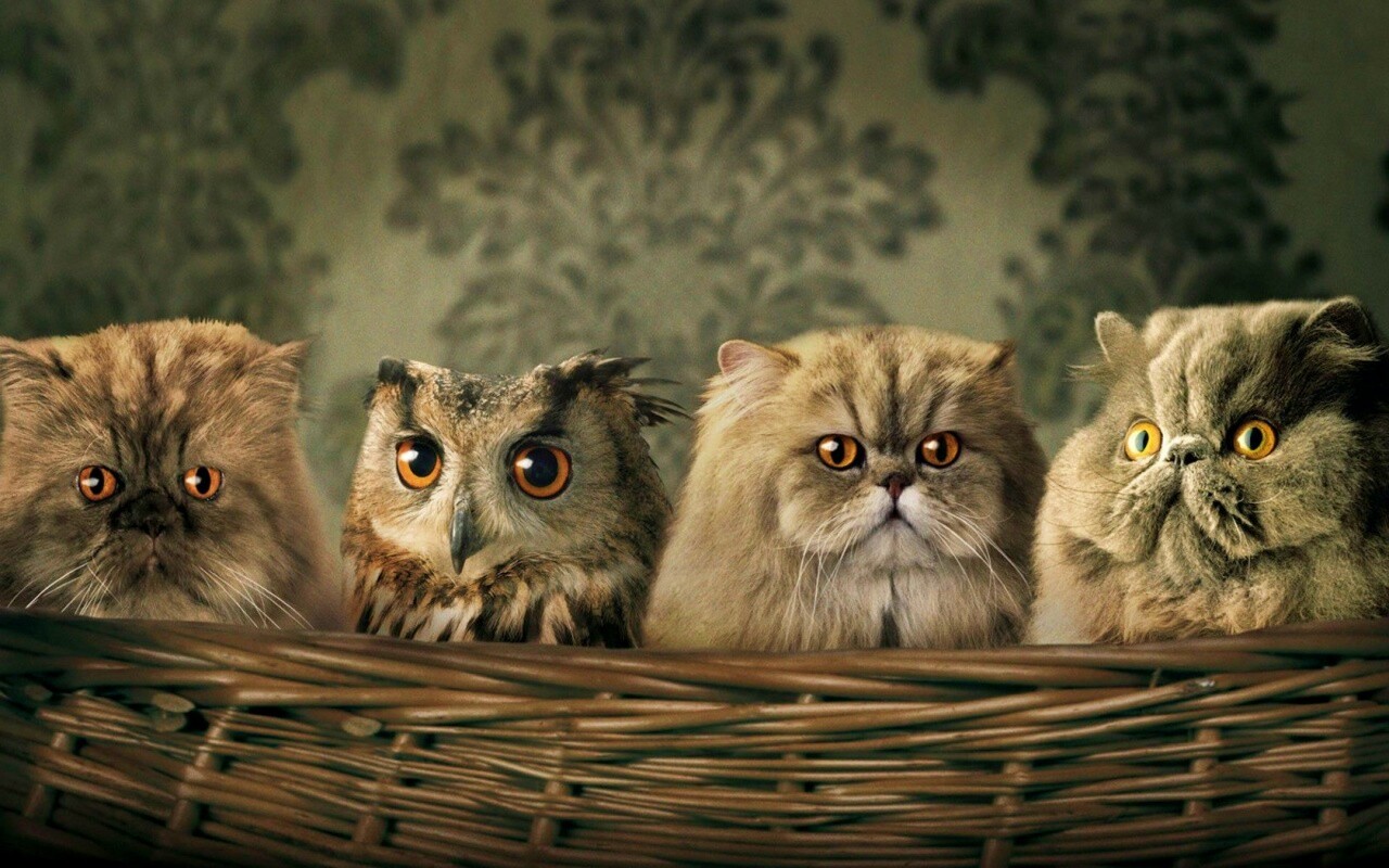 Чужой среди своих обои