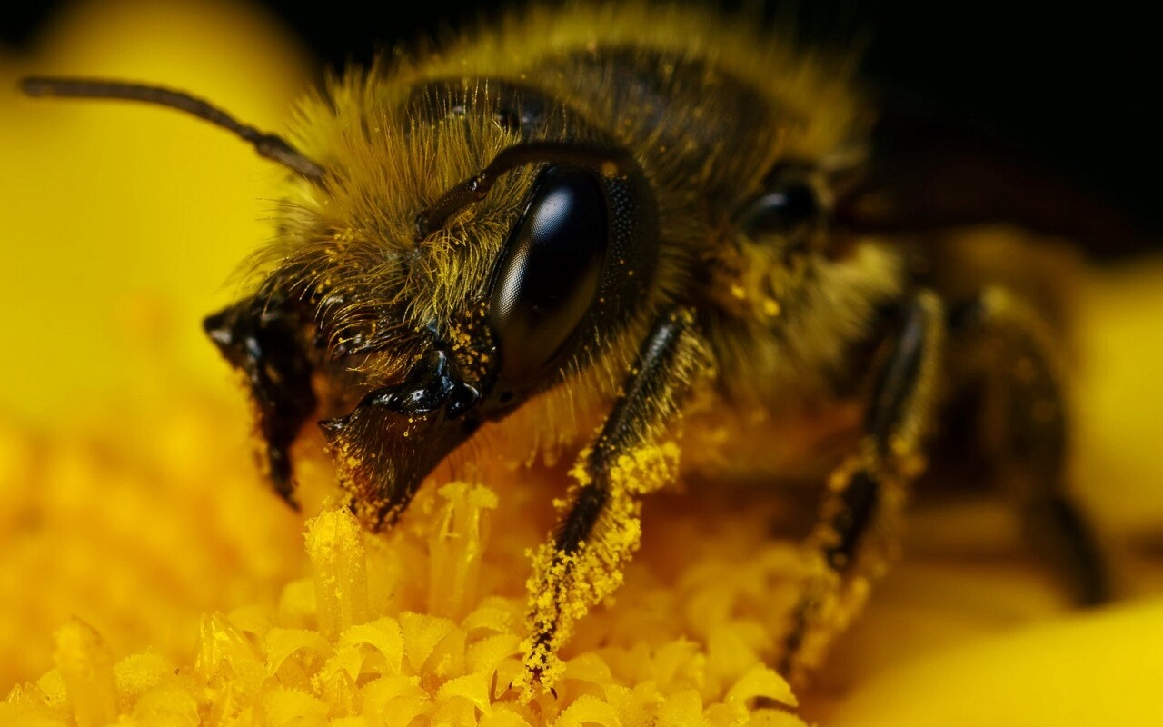 Пчела крупным планом обои