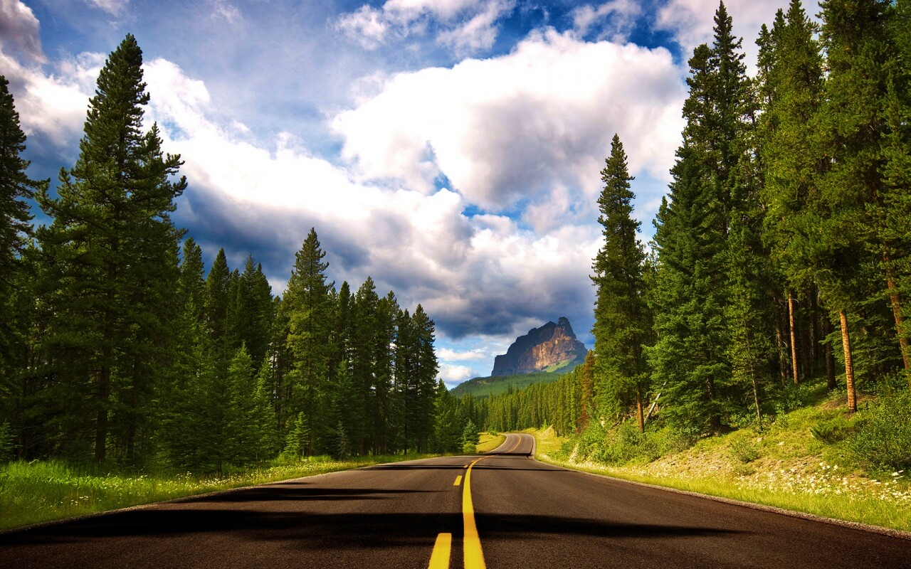 Красивая лесная дорога обои