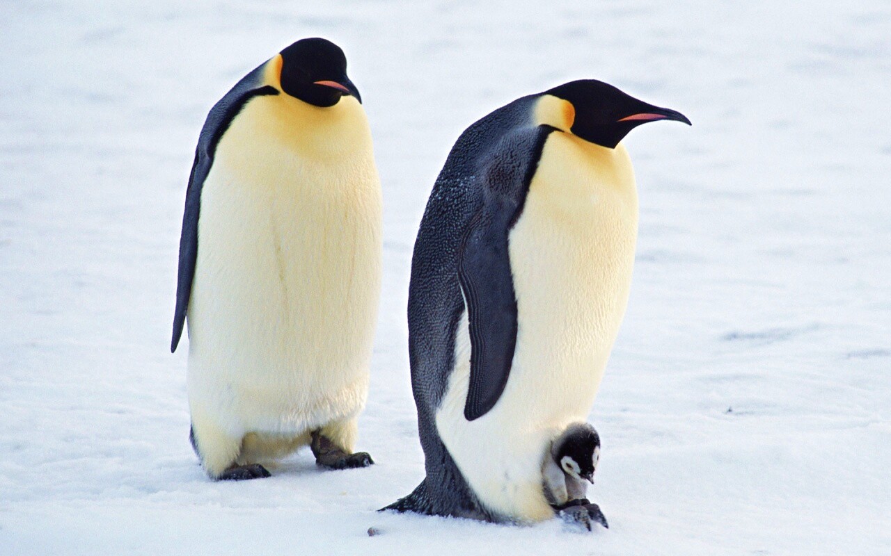 Семья пингвинов обои