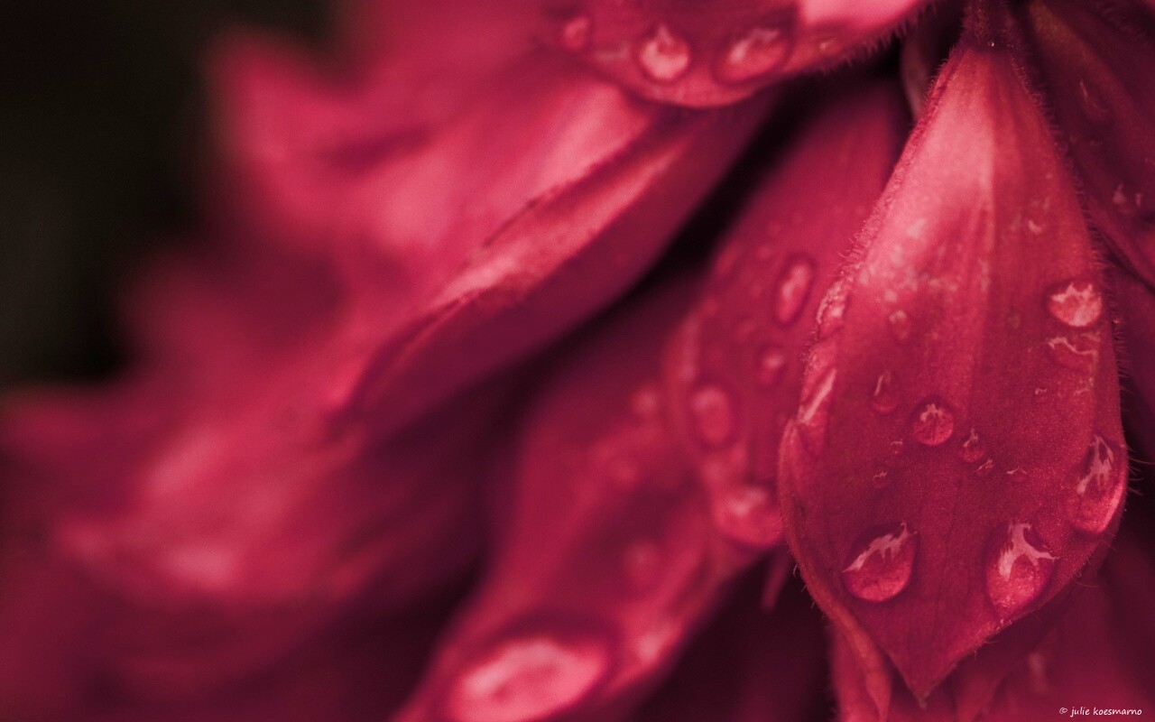 Лепестки обои