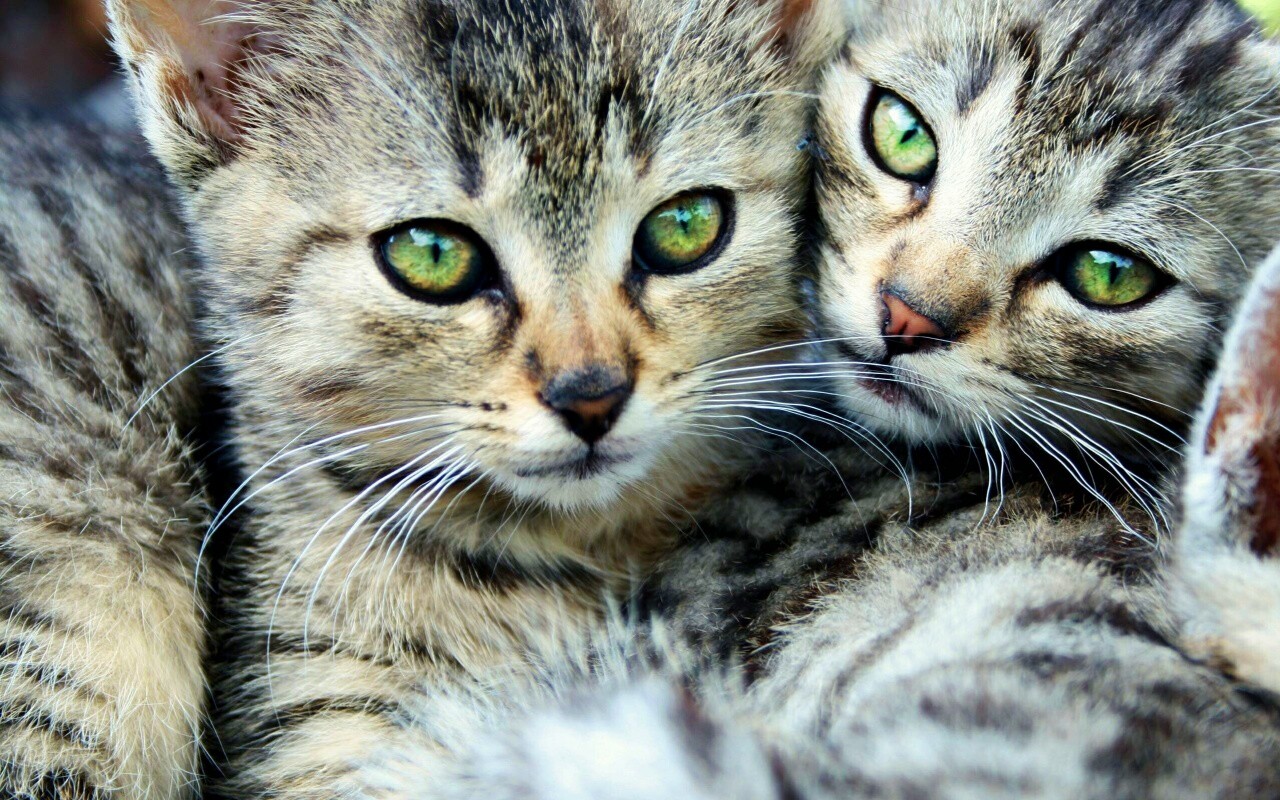 Котята в обнимку обои