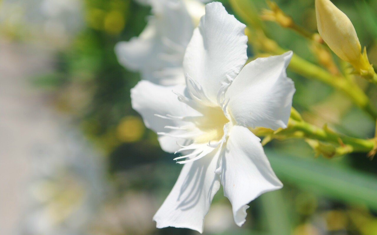 Эухарис, амазонская лилия обои