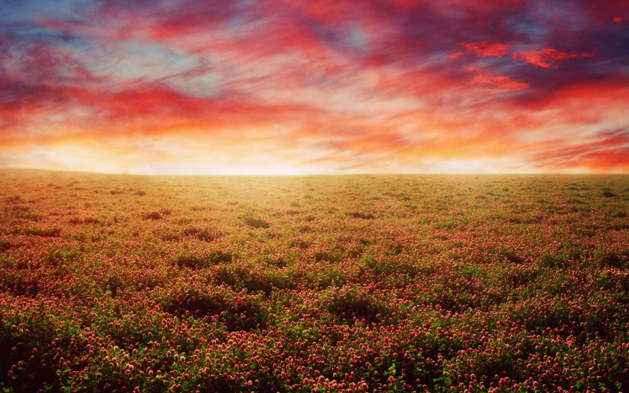 Закатное небо над цветочным полем обои