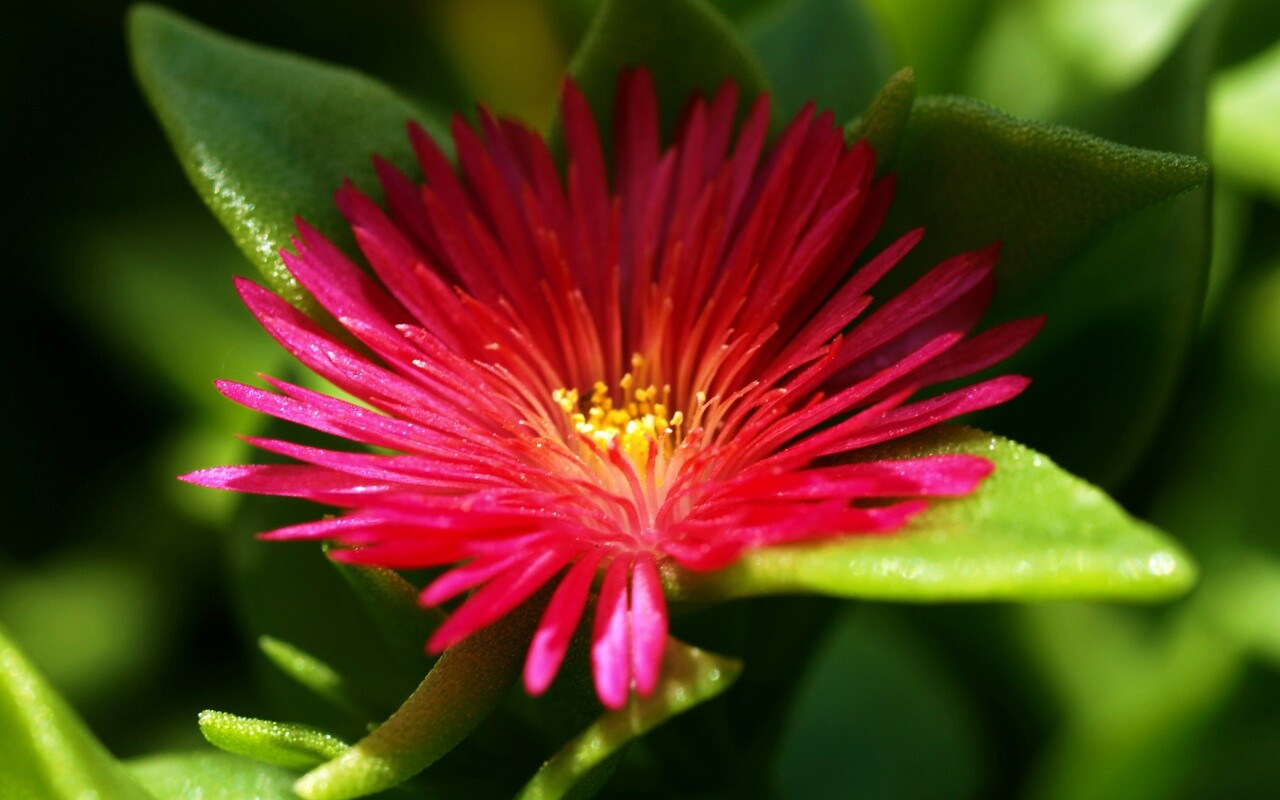 Чудесный цветок обои