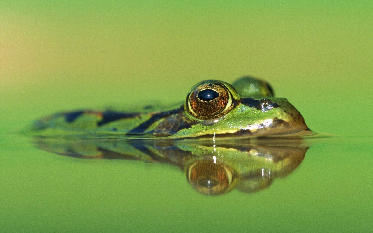 Лягушка обои