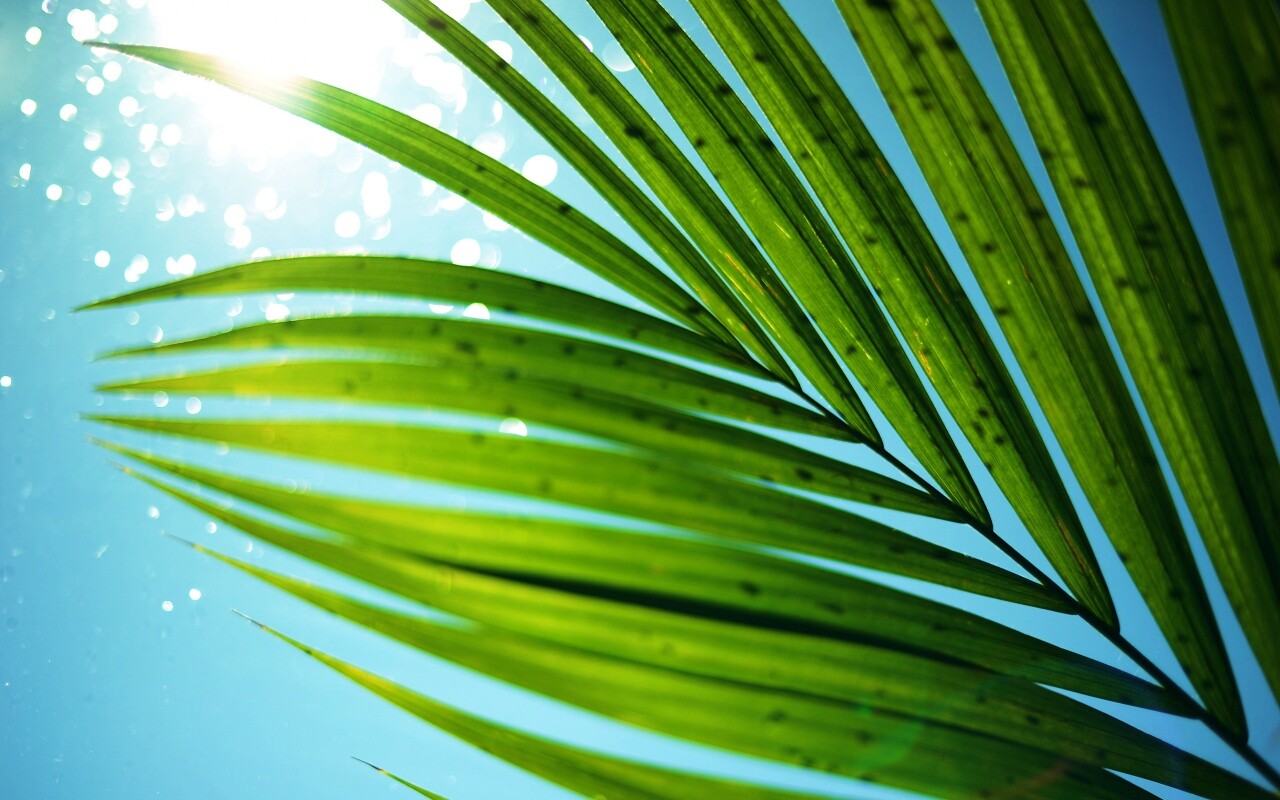Солнце просвечивает сквозь пальмовый лист обои