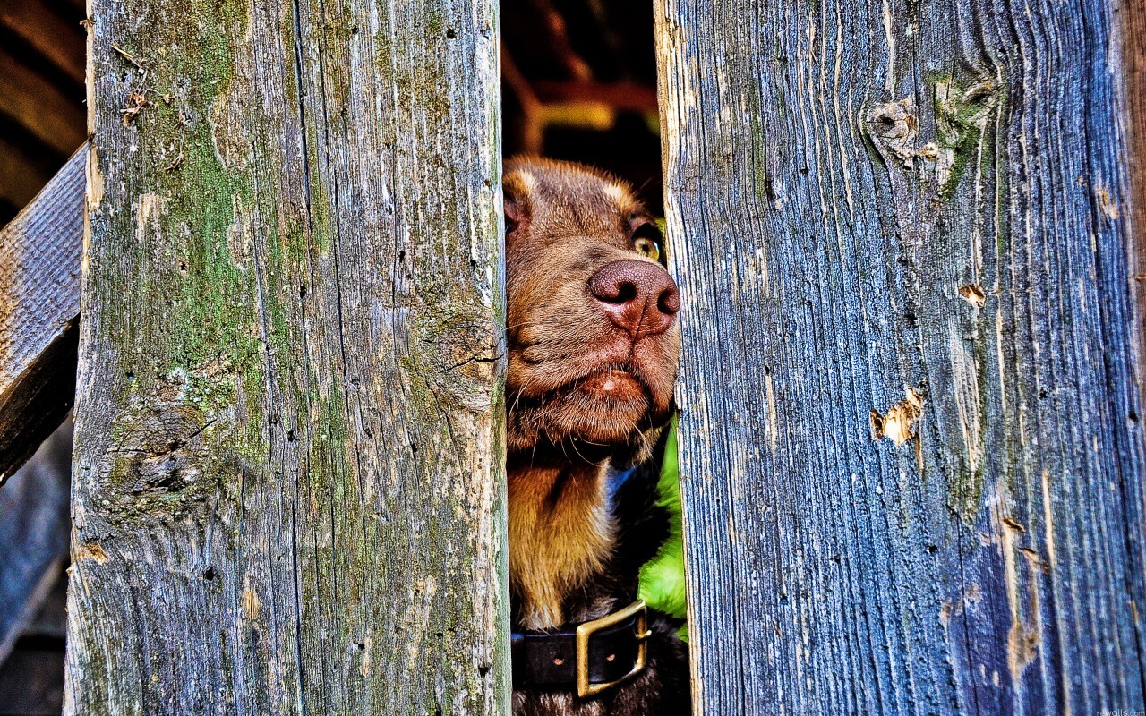 Собака выглядывает из-за забора обои