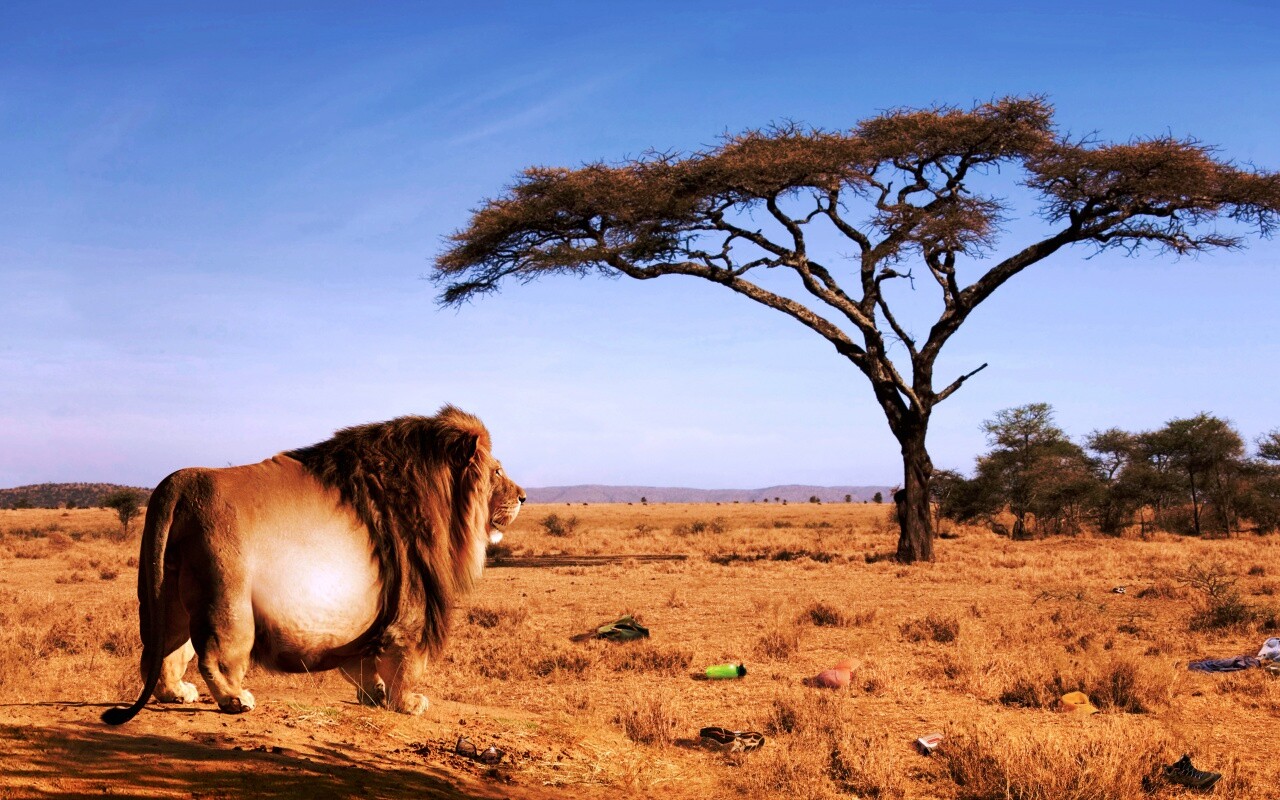 Толстый лев обои