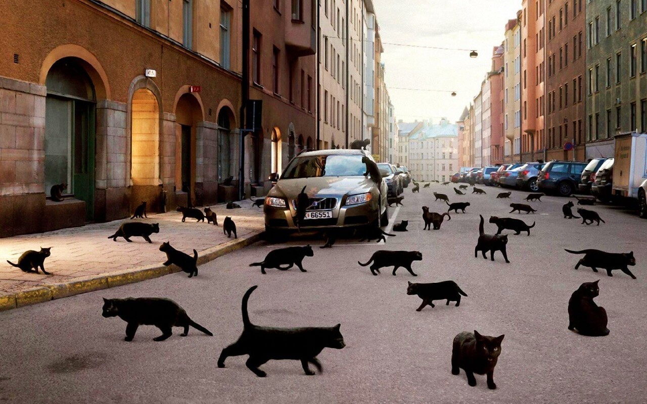 Город кошек обои