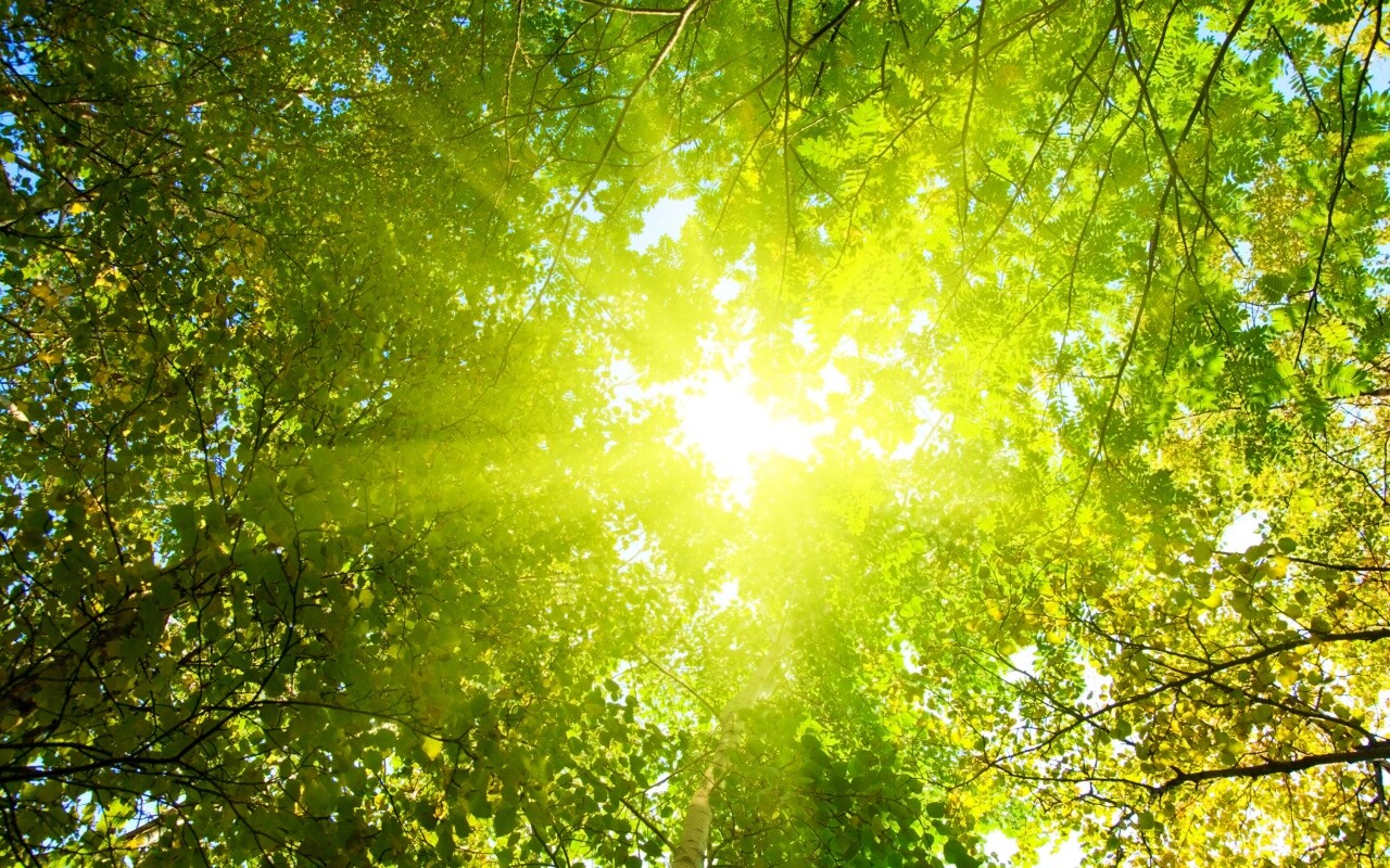 Яркий зеленоватый свет пробивающийся сквозь листву обои