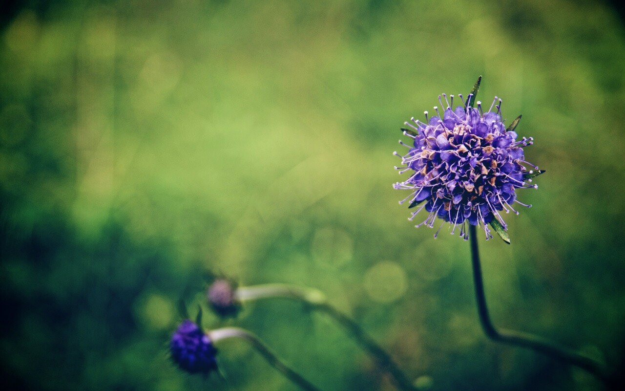Цветок в макро обои