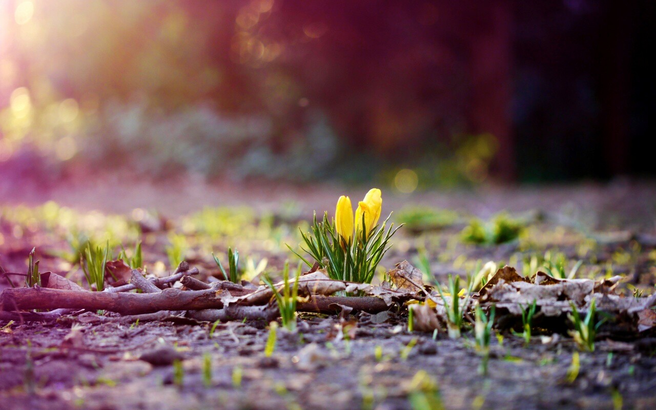 Весенняя трава и цветы обои
