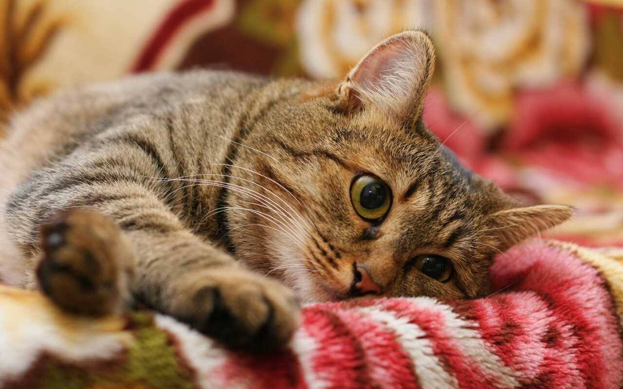 Полосатая кошка обои