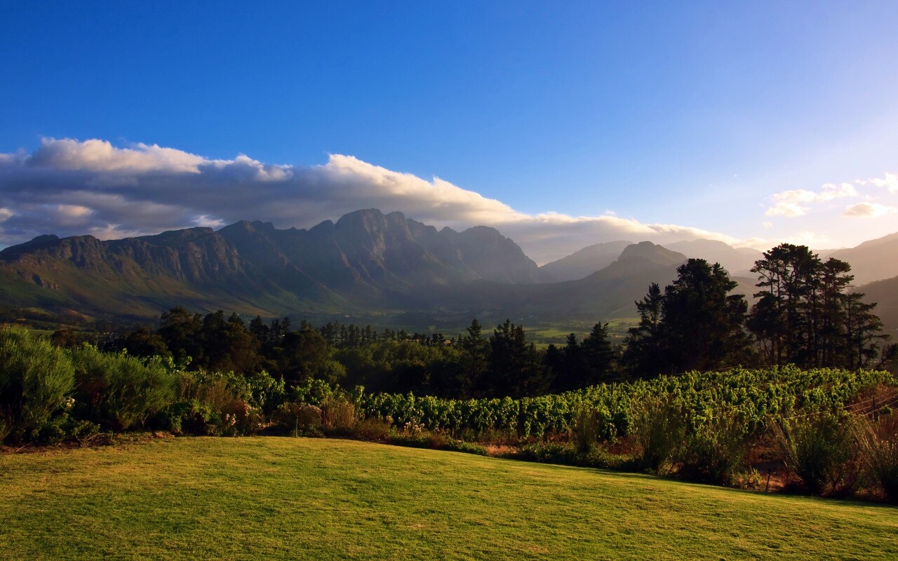 Виноградники в Африке обои