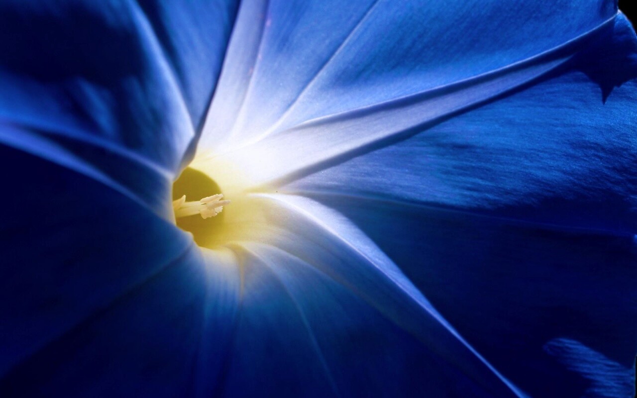 Нежный голубой цветок обои