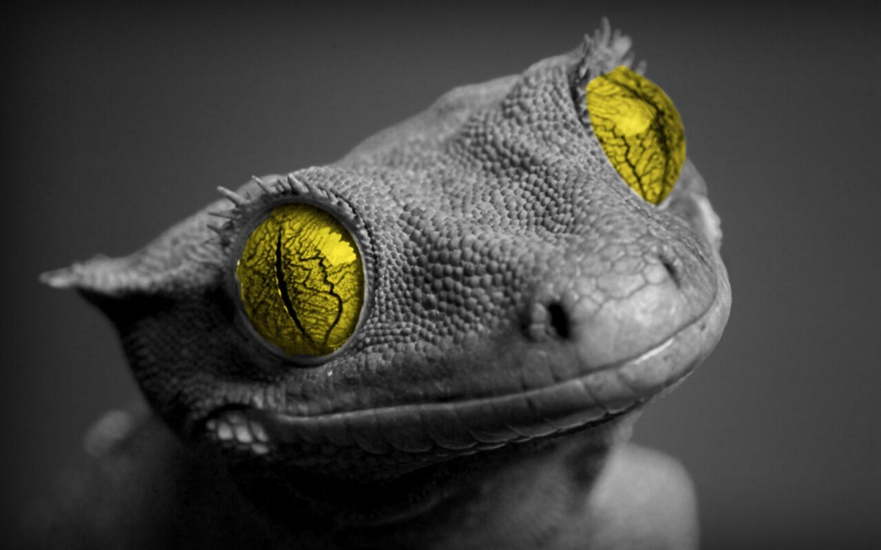 Ящерка обои