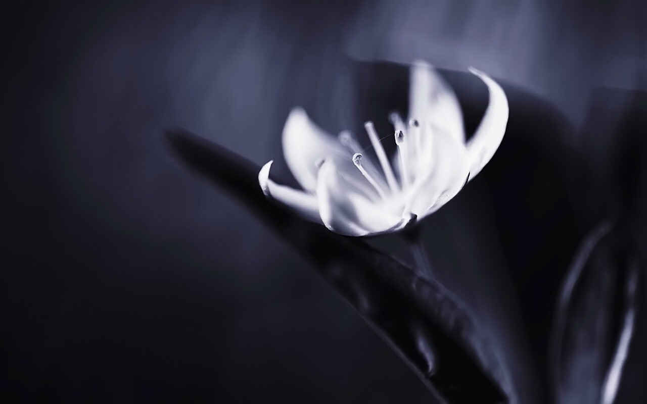 Белый цветок обои