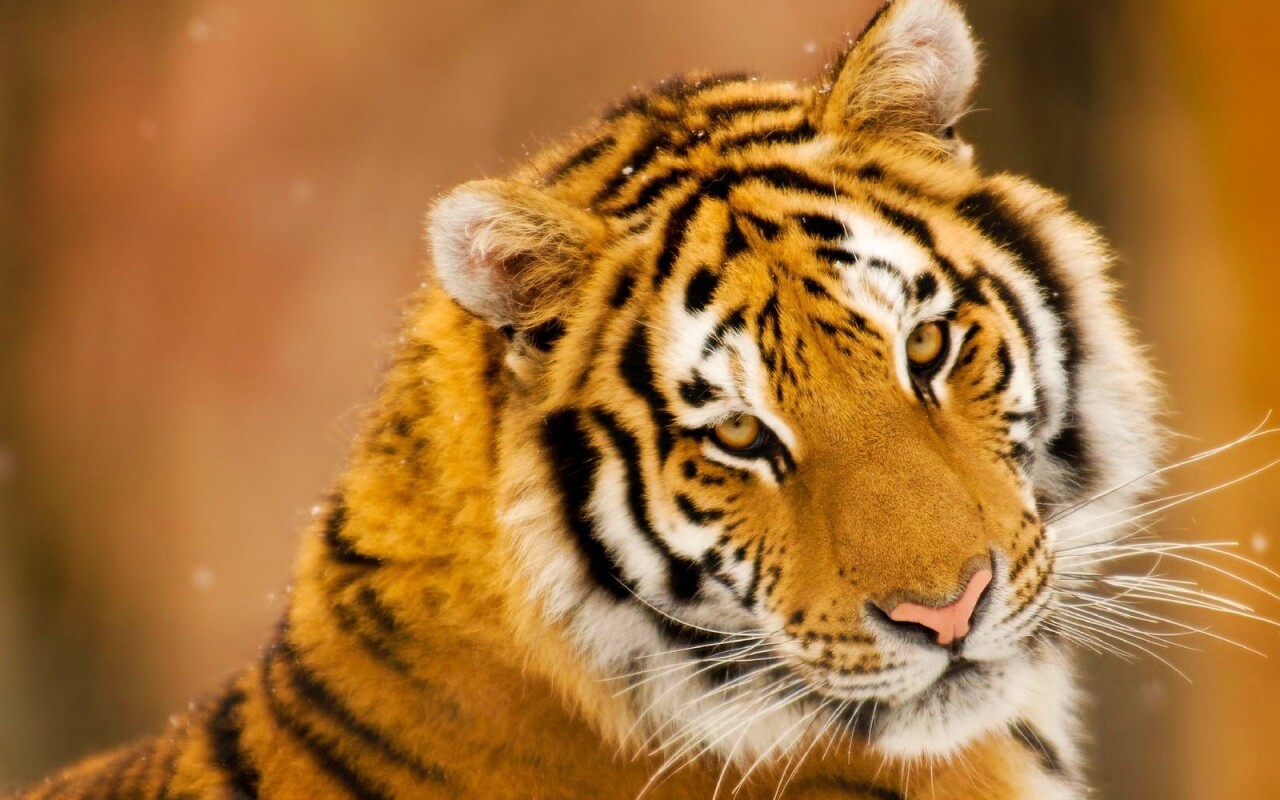 Тигр оборачивается обои