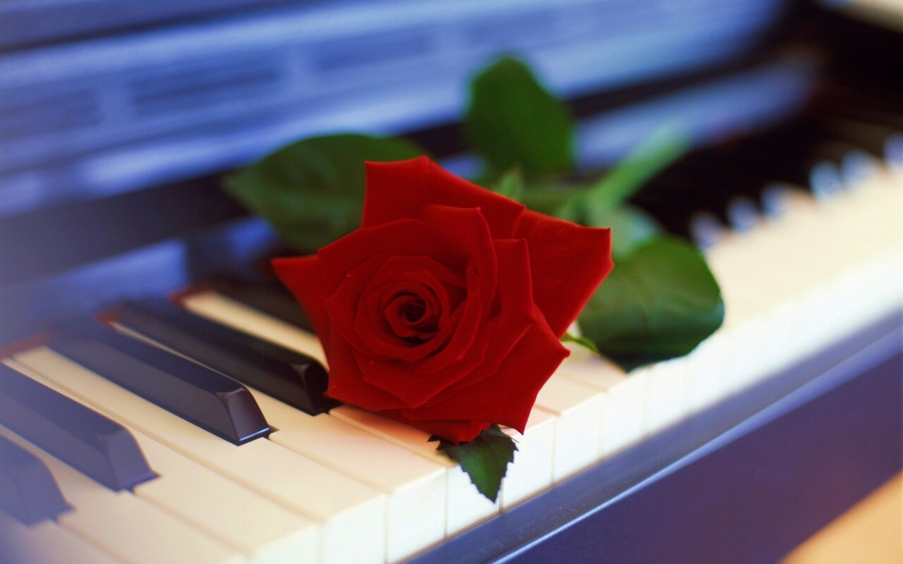 Роза на клавишах пианино обои
