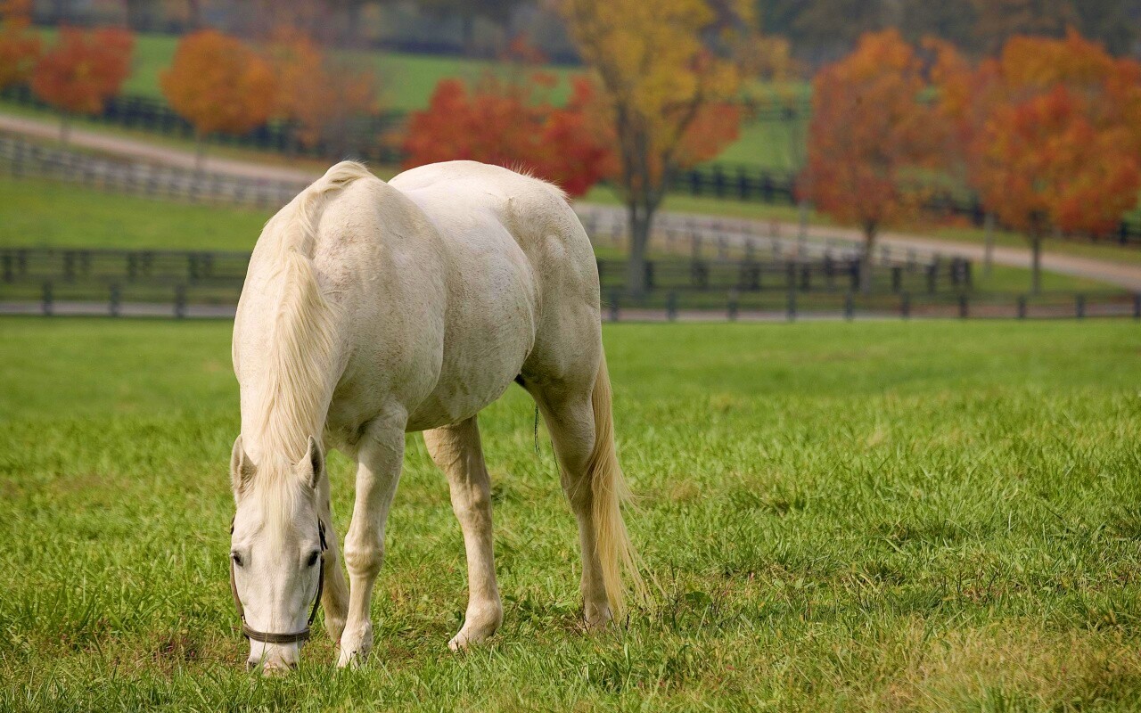 Красивая белая лошадь обои
