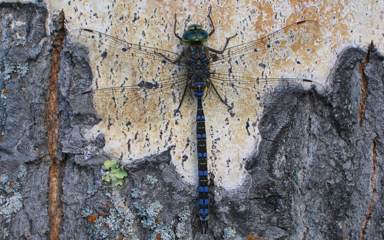 Стрекоза на дереве обои