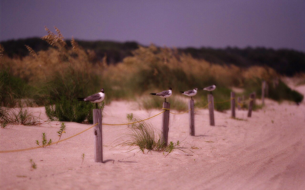 Птички на столбиках обои