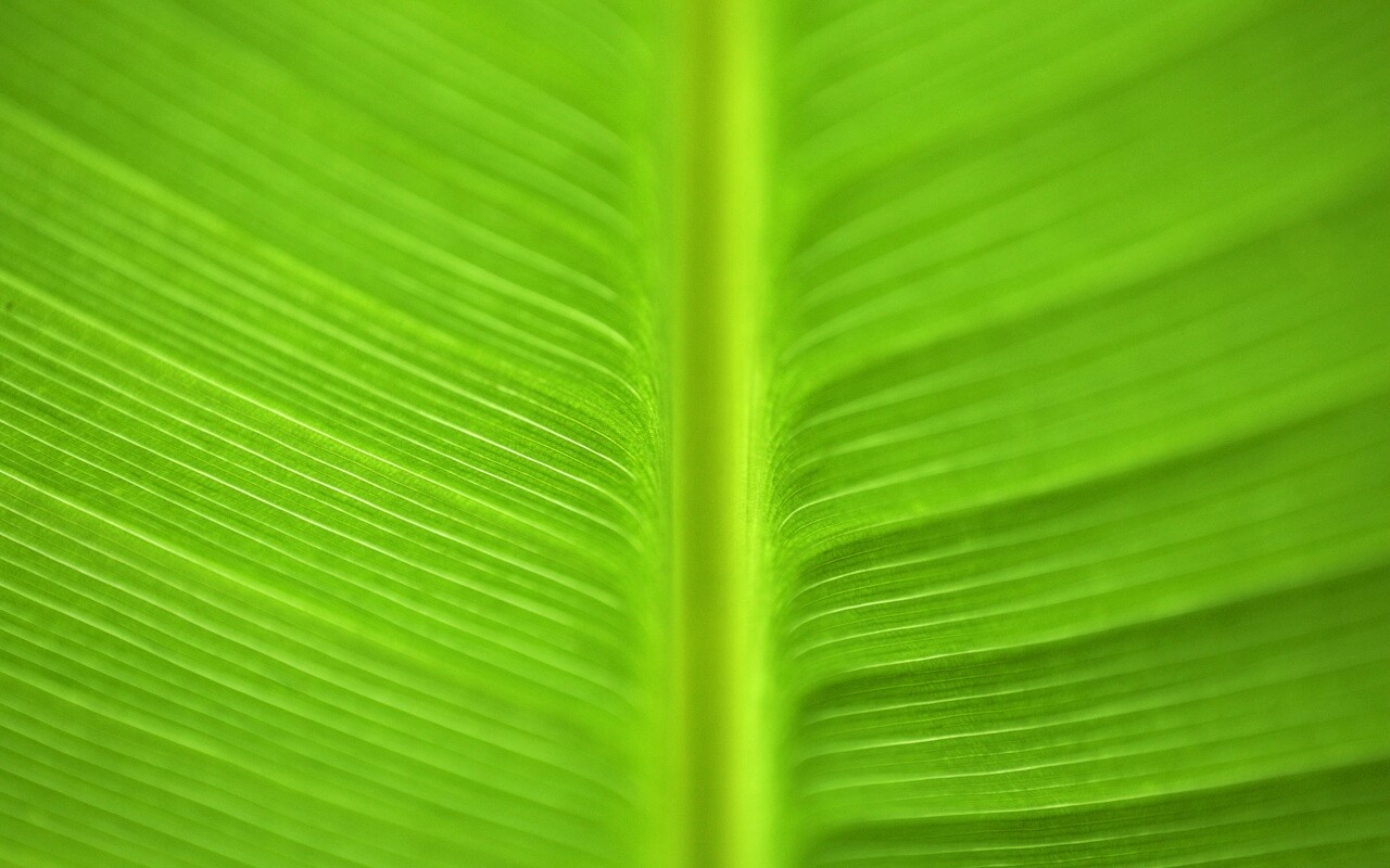 Макро фото листа обои