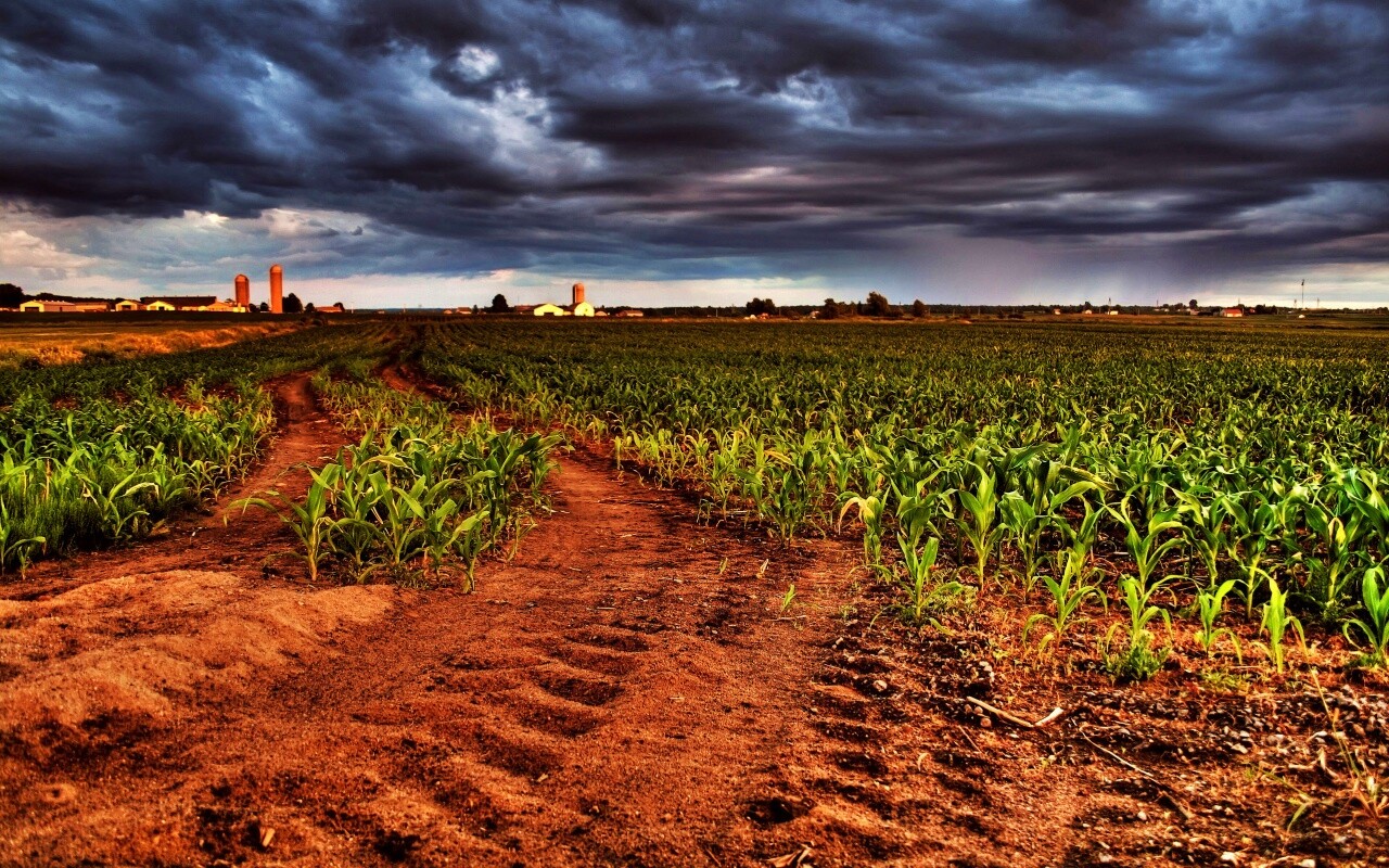 Кукурузное поле у фермы обои
