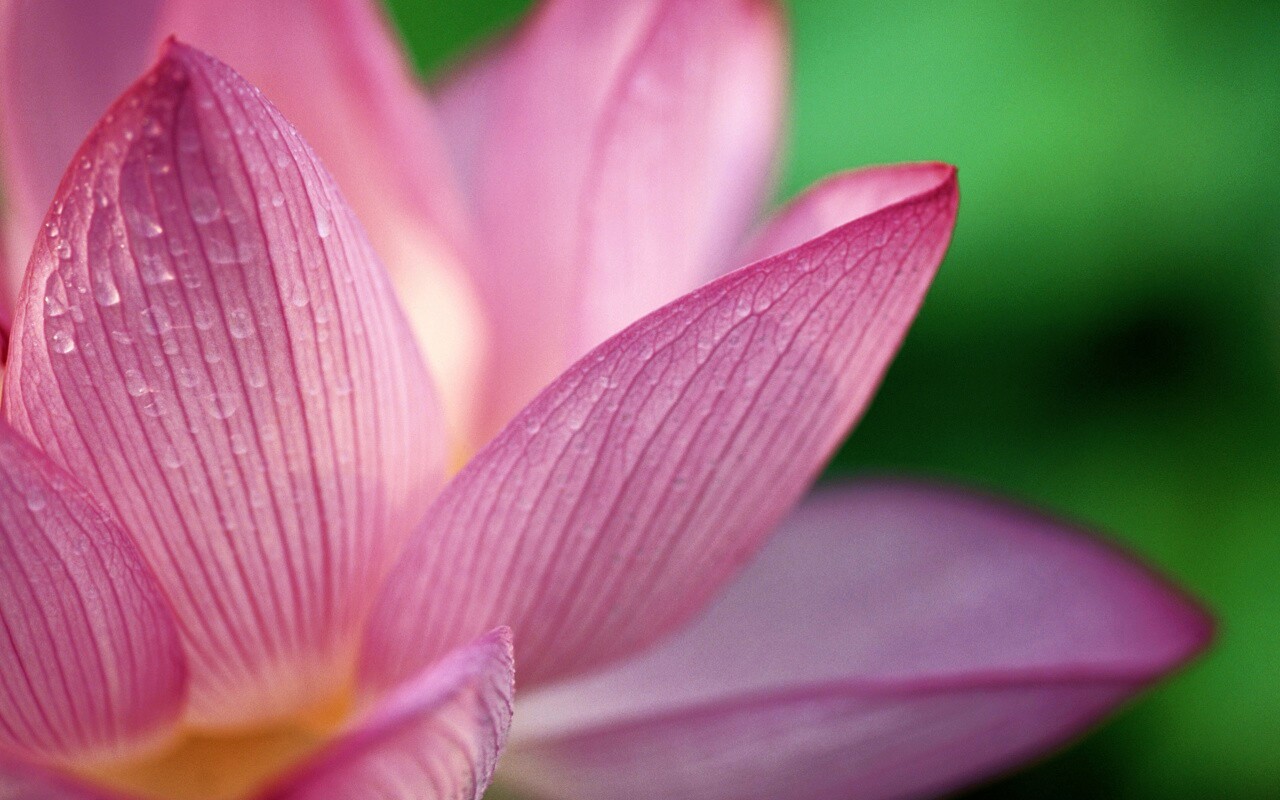 Лепестки цветов обои