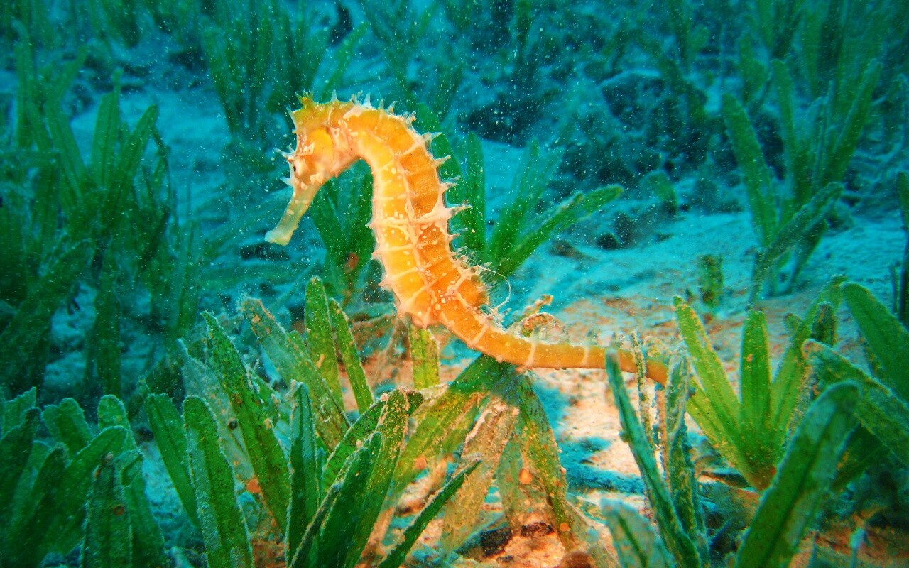 Морской конек обои