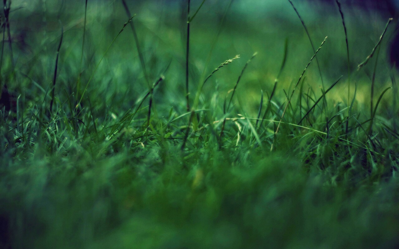 Трава в макро режиме обои