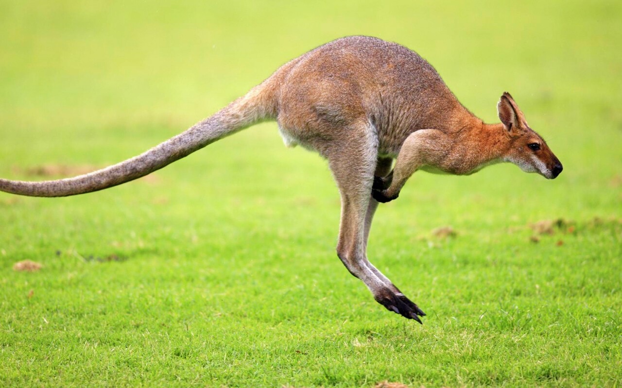 Кенгуру обои