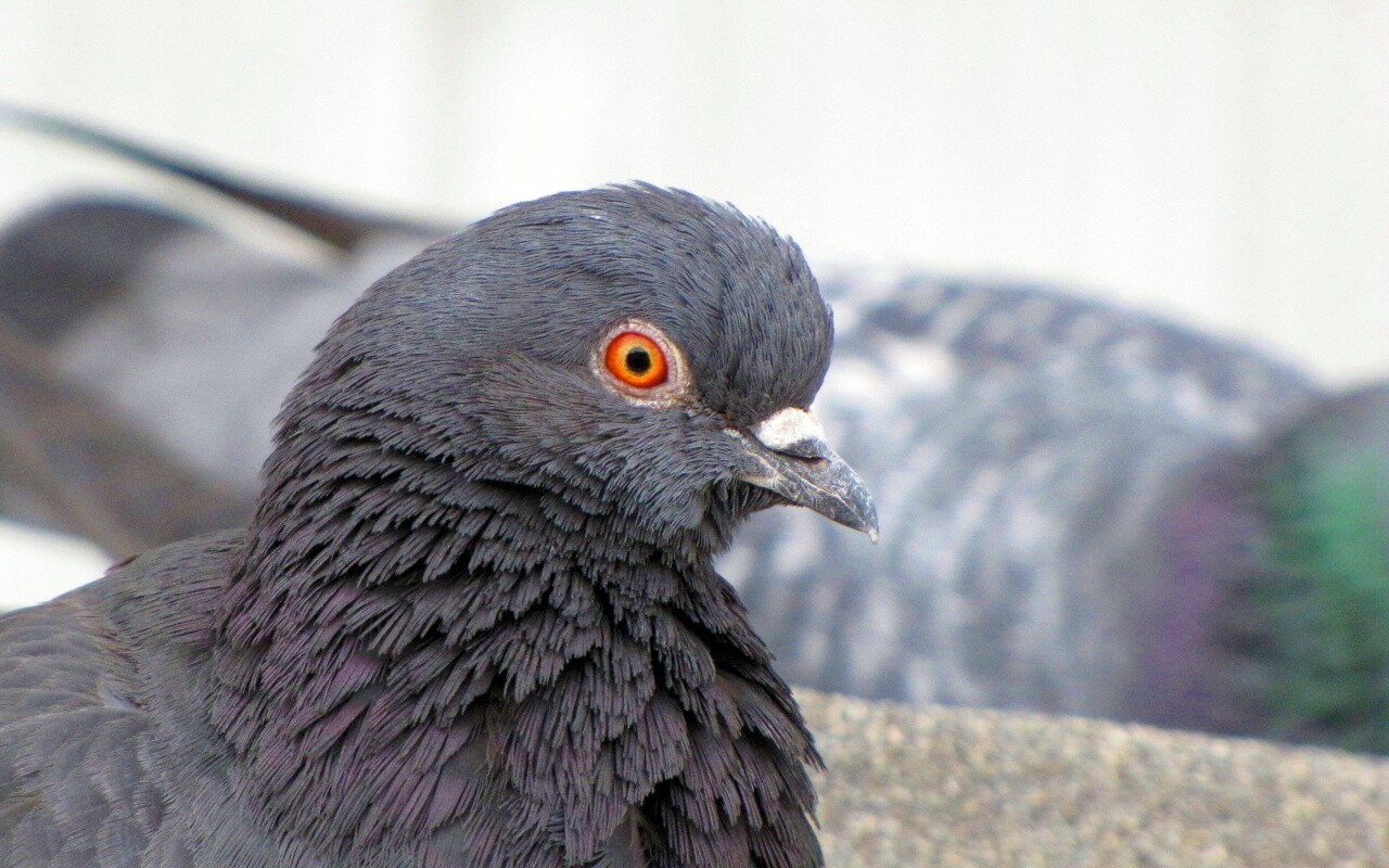Смотрит в самую душу обои