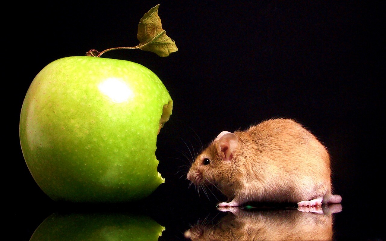 Мышь надкусила яблоко обои