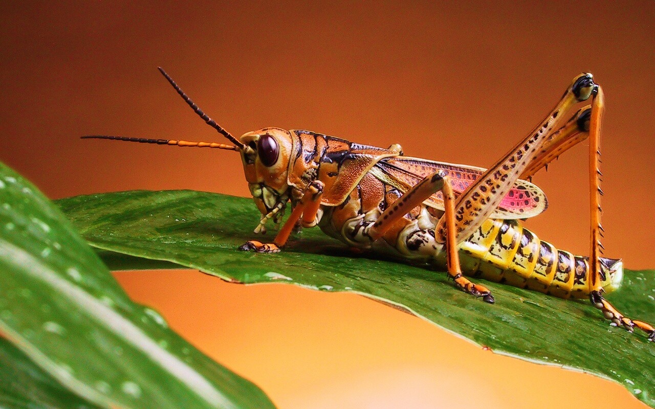 Сверчек на листе обои