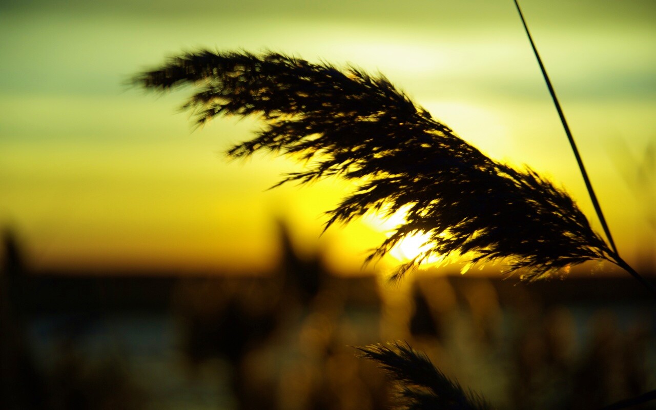 Камыш на закате обои