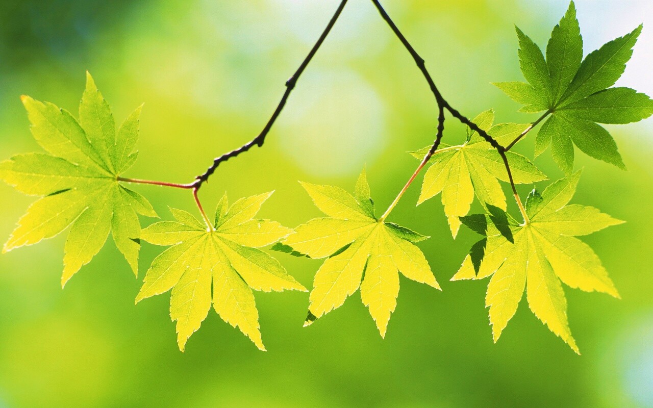 Зелёные листья обои