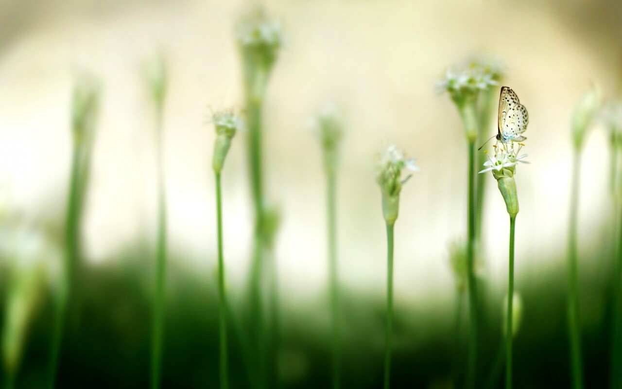 Бабочка на цветке обои